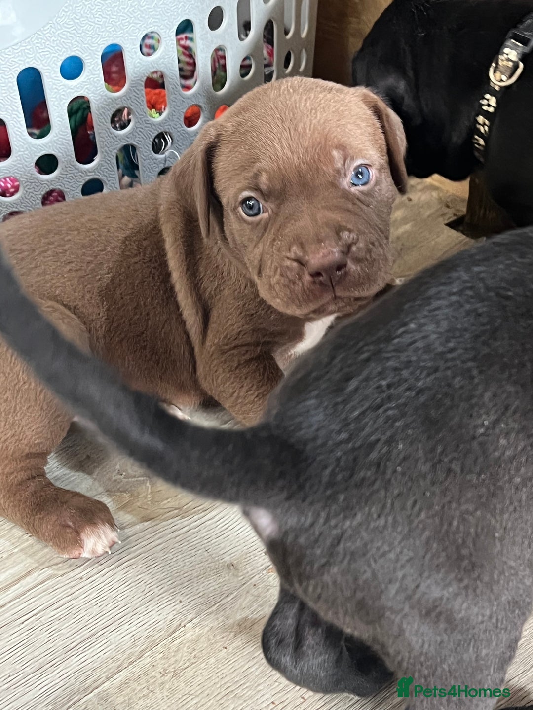 Cane Corso dogs for sale: 10 gorgeous Cane Corso  - Image 9