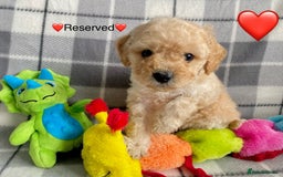 Cavapoo dogs for sale: 💖 Top Quality F1B Cavapoo Puppies DNA TESTED 💖 - Image 30