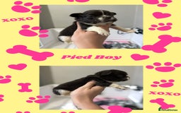 French Bulldog dogs for sale: Fluffy French Bulldogs - Image 3