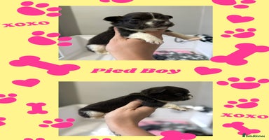 French Bulldog dogs - Advert 12