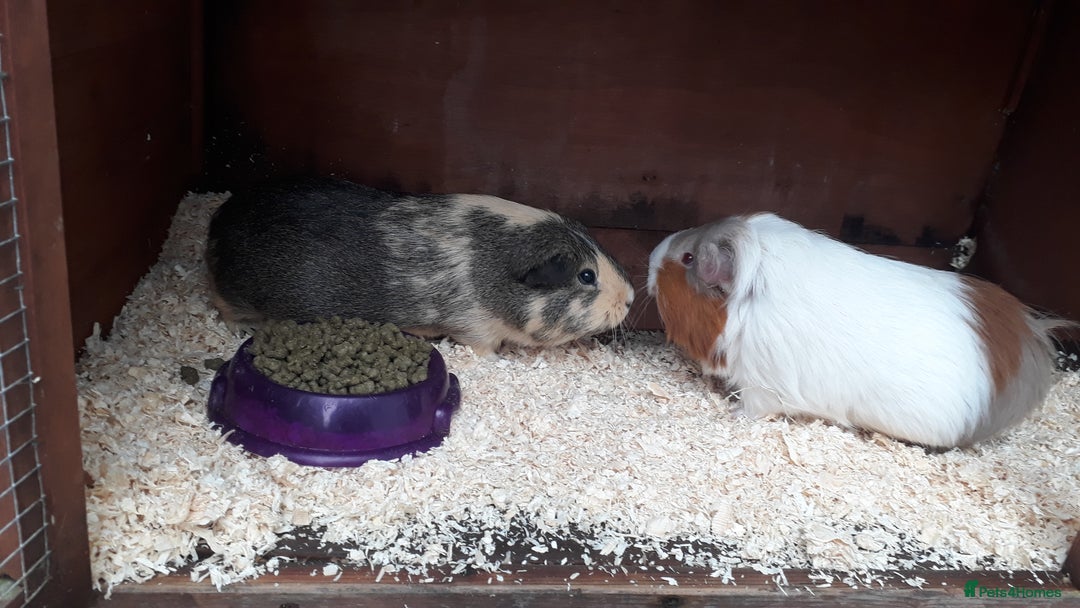 Guinea Pig rodents for sale: 2 female guinea pigs, large hutch and accessories - Advert 1