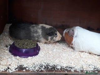 Guinea Pig rodents 2 female guinea pigs, large hutch and accessories - Advert 1