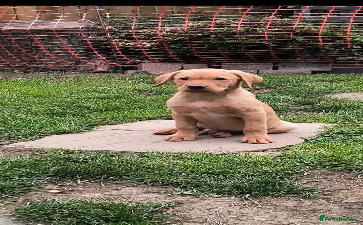 Labrador Retriever dogs - Advert 8