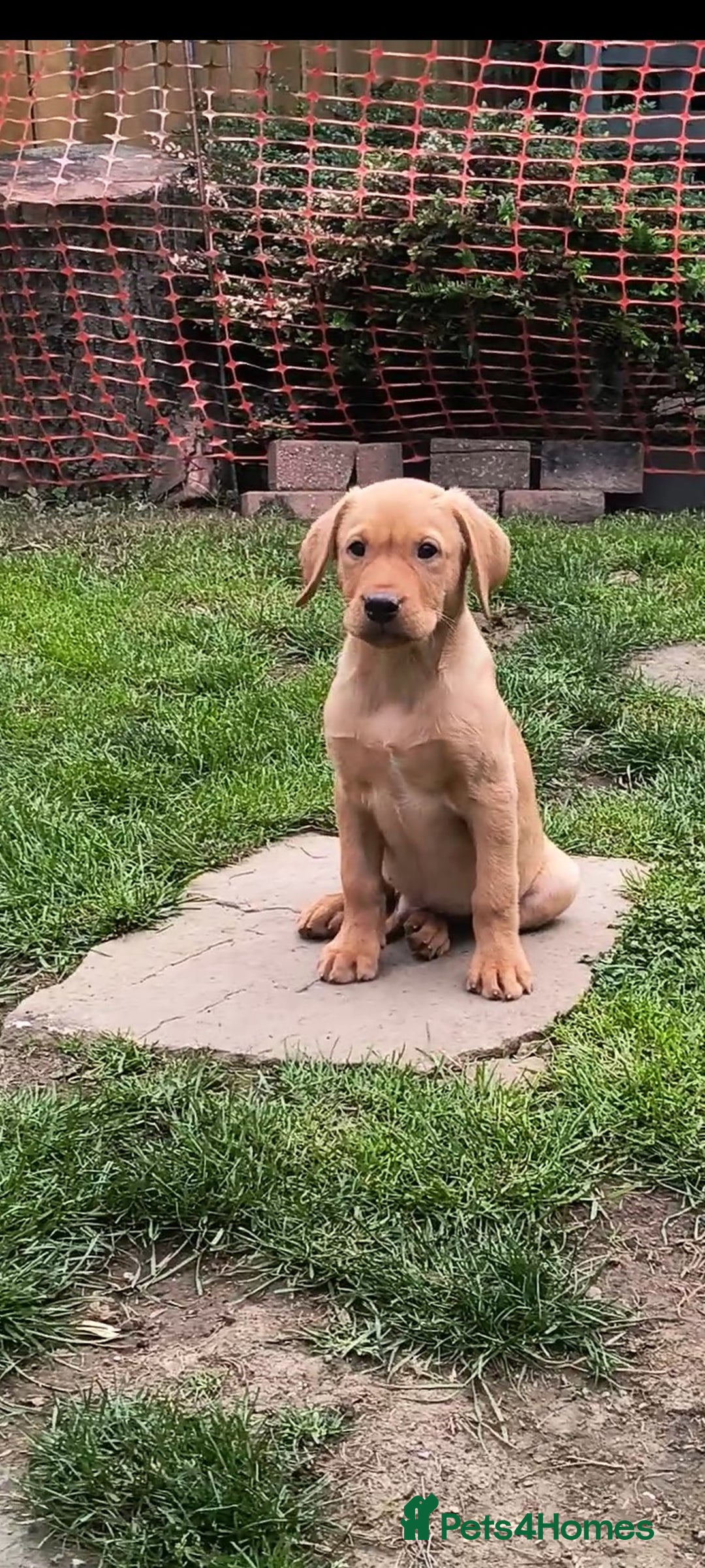 Labrador Retriever dogs for sale: Stunning working Labrador pups KC registered  - Image 3