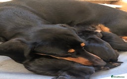 Miniature Dachshund dogs for sale: KC Registered Miniature Dachshund Puppies    - Image 16