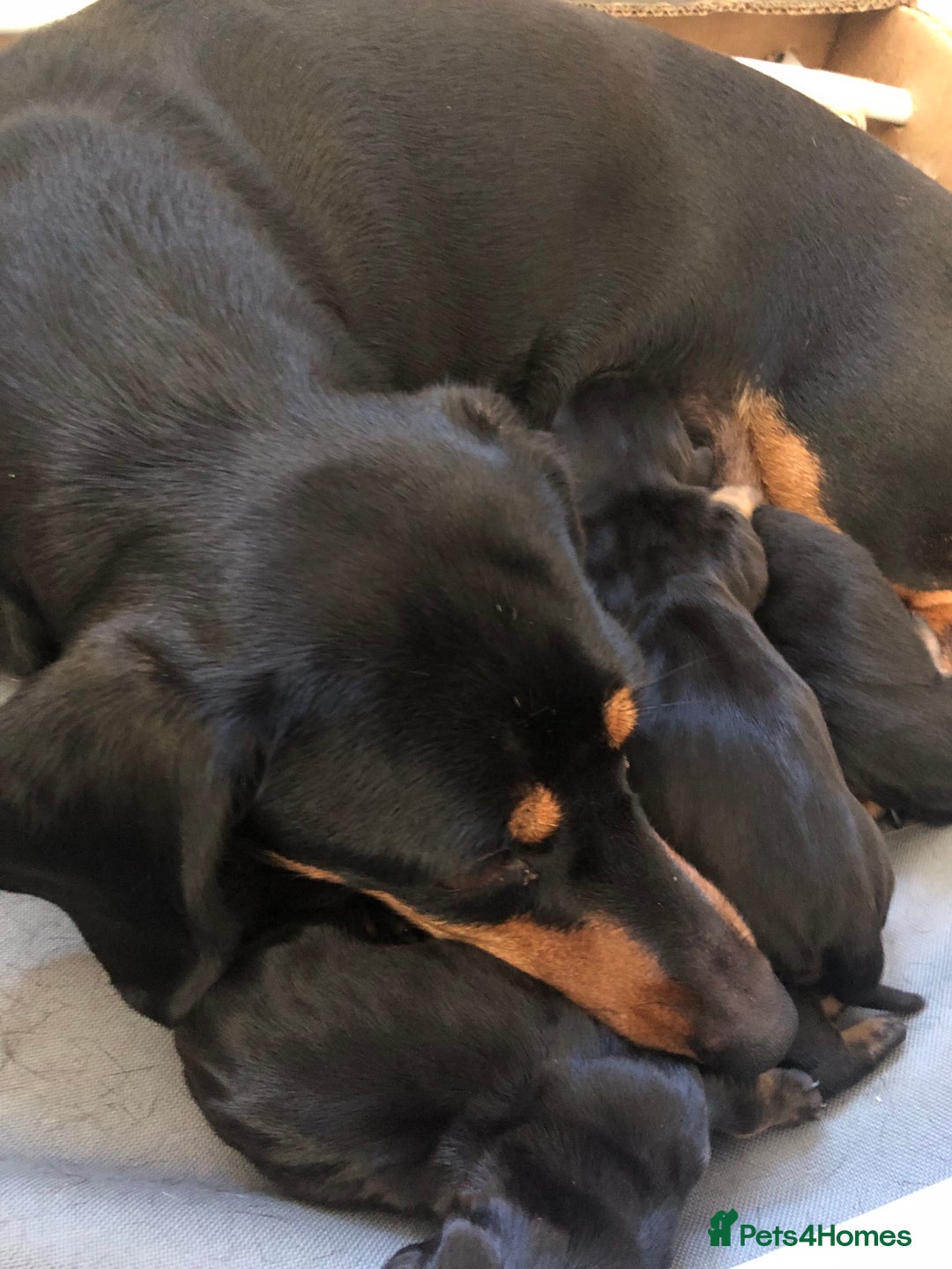 Miniature Dachshund dogs for sale: KC Registered Miniature Dachshund Puppies    - Image 16