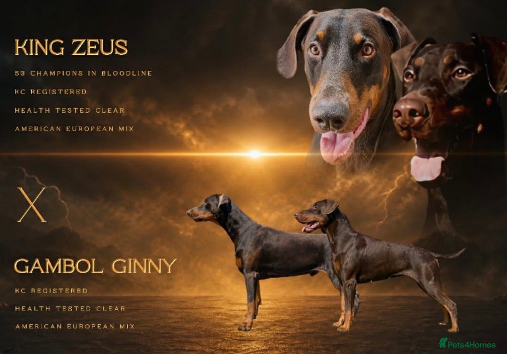 Dobermann dogs European American mix - Advert 17
