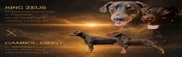 Dobermann dogs for sale: European American mix - Advert 1