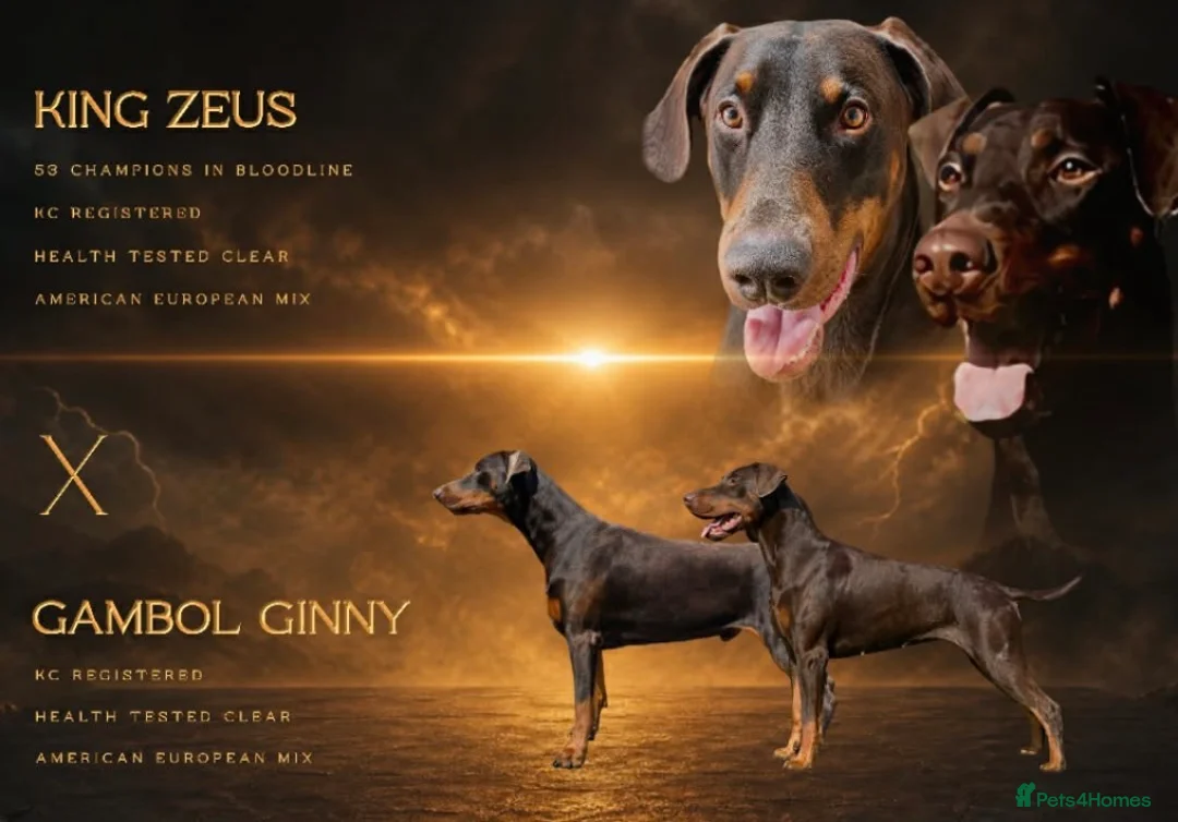 Dobermann dogs for sale: European American mix - Advert 1