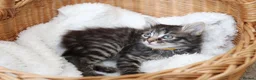 Mixed Breed cats for sale: Adorable Tabby Kittens - Advert 7