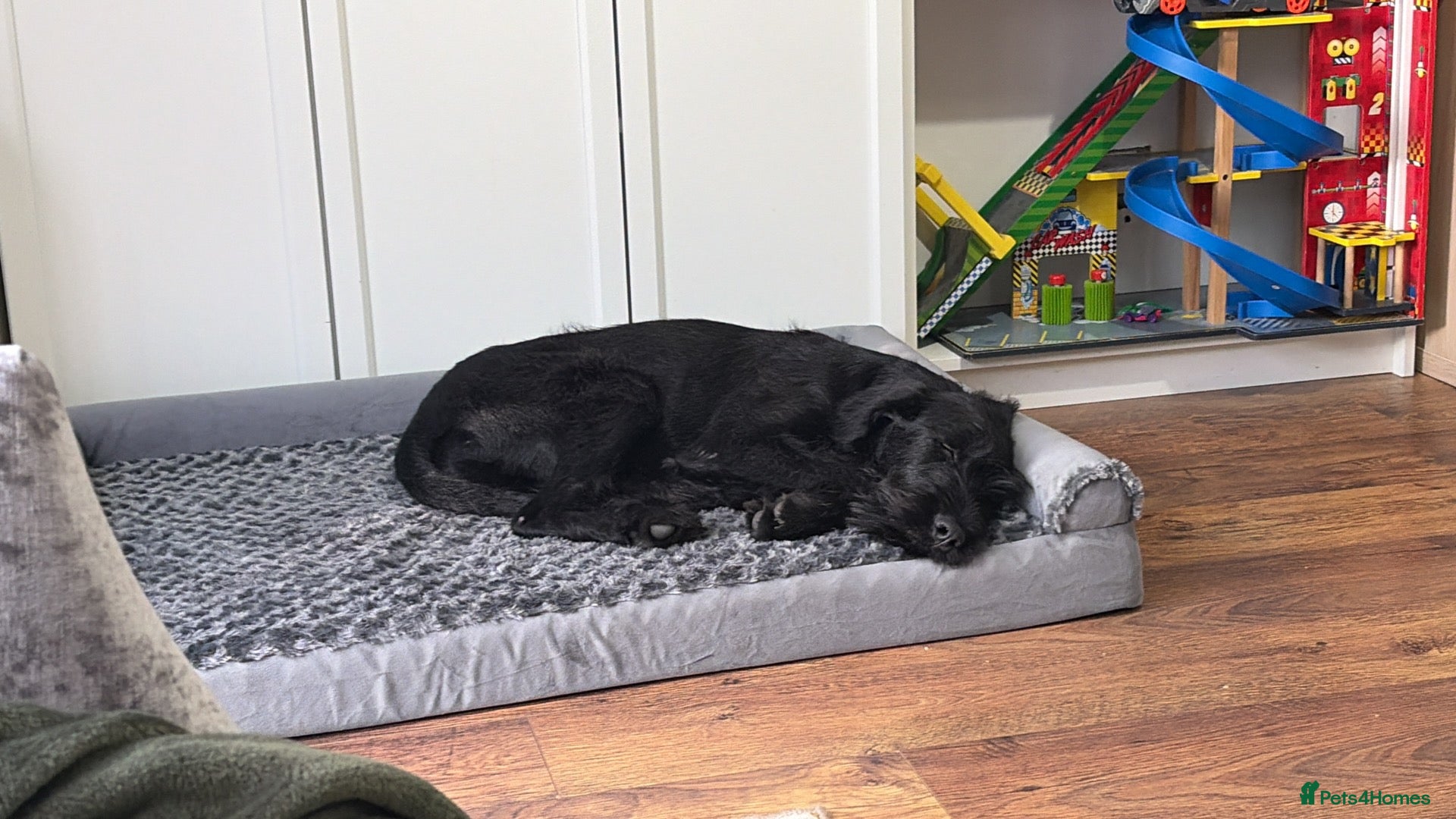 Russian Black Terrier dogs 5/6months old Black Russian terrier female  - Advert 1