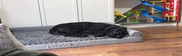 Russian Black Terrier dogs for sale: 5/6months old Black Russian terrier female  - Advert 1