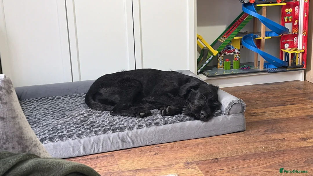 Russian Black Terrier dogs for sale: 5/6months old Black Russian terrier female  - Advert 1