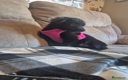 Border Collie dogs for sale: Border collie pup - Image 2