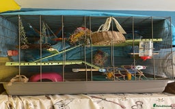 Rat rodents for sale: 2 male rats for rehoming  - Image 1
