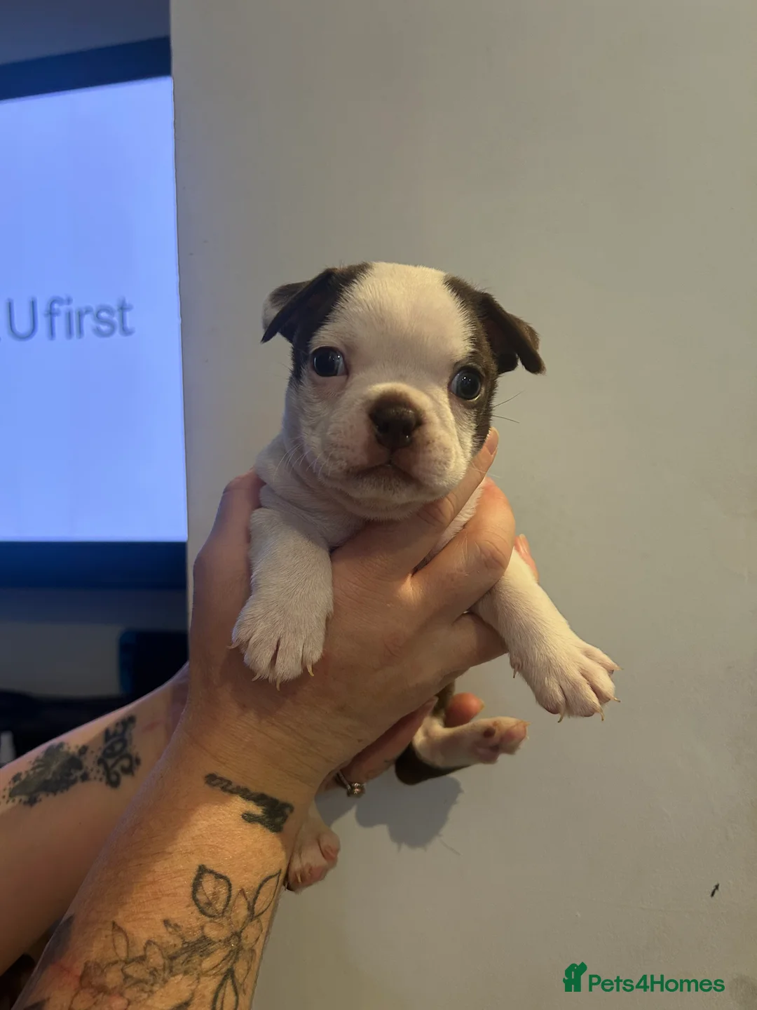 Boston Terrier dogs for sale: Kc reg boston terriers - Advert 6