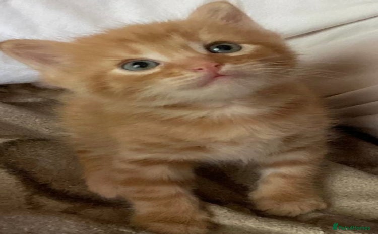 Mixed Breed cats - Advert 15