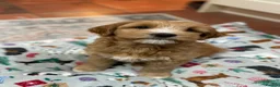 Australian Labradoodle dogs for sale: 100% Genuine Australian Labradoodle Puppies  - Advert 9
