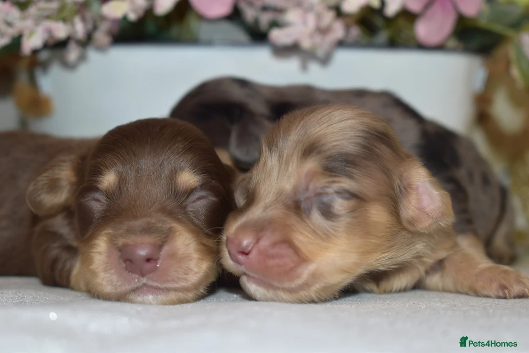 Miniature Dachshund dogs for sale: KC Long Coat Miniature Dachshund Puppies - Advert 1