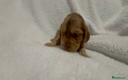 Cocker Spaniel dogs for sale: Show cocker spaniel pups ready 4th November  - Image 3