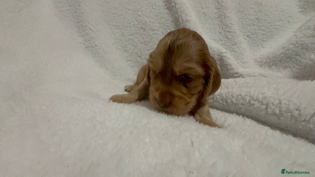 Cocker Spaniel dogs for sale: Show cocker spaniel pups ready 4th November  - Image 3