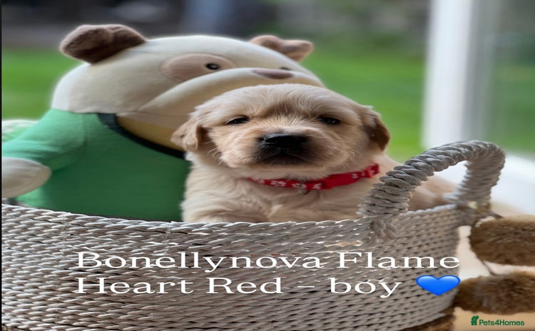 Golden Retriever dogs - Advert 16