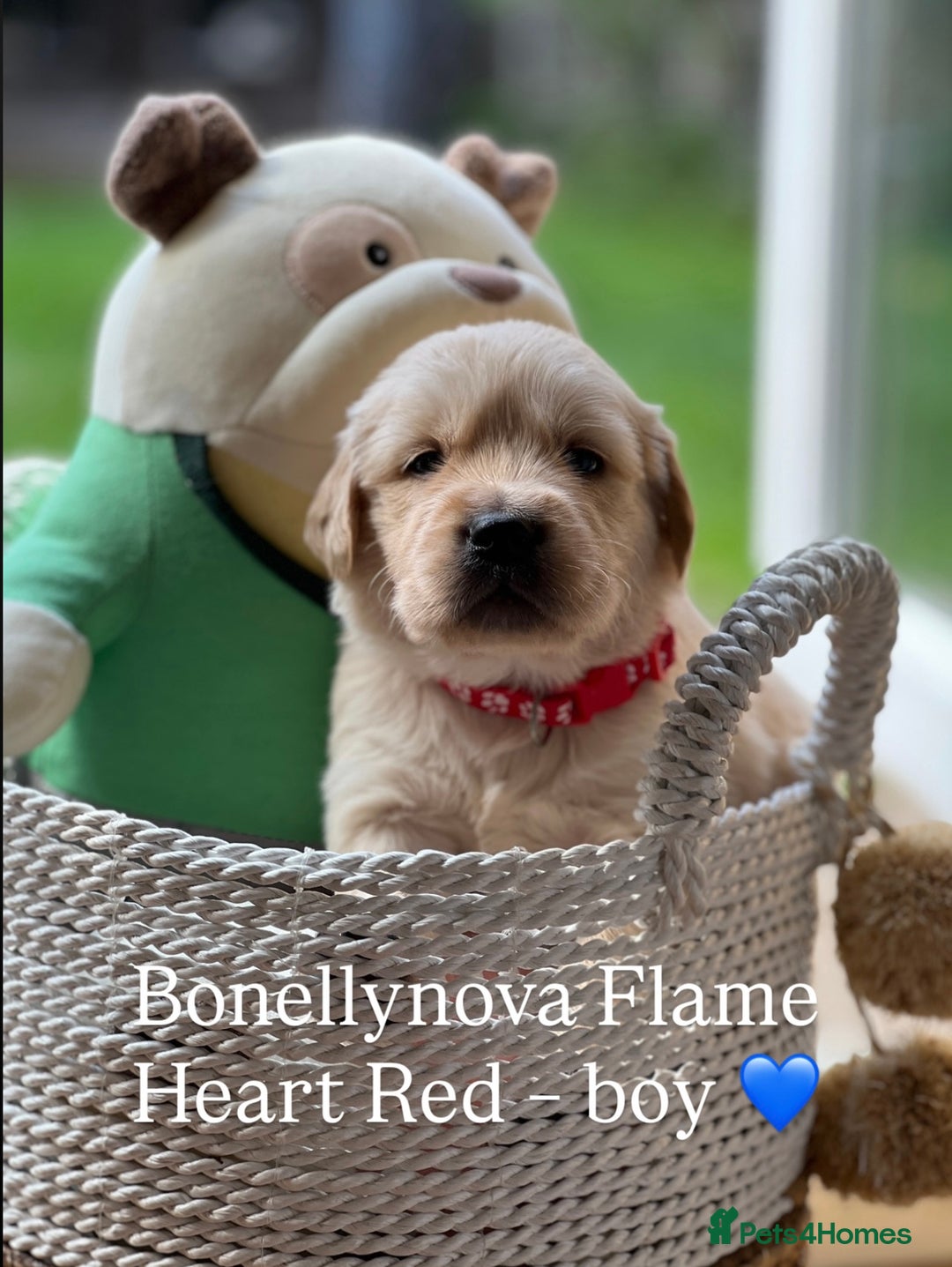 Golden Retriever dogs for sale: Kc Registered Golden retrievers puppies 🐶 - Image 1