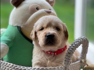 Golden Retriever dogs - Advert 4