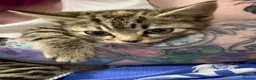 Domestic Shorthair cats for sale: 12 wk old tabby kitten in Corwen - Advert 10