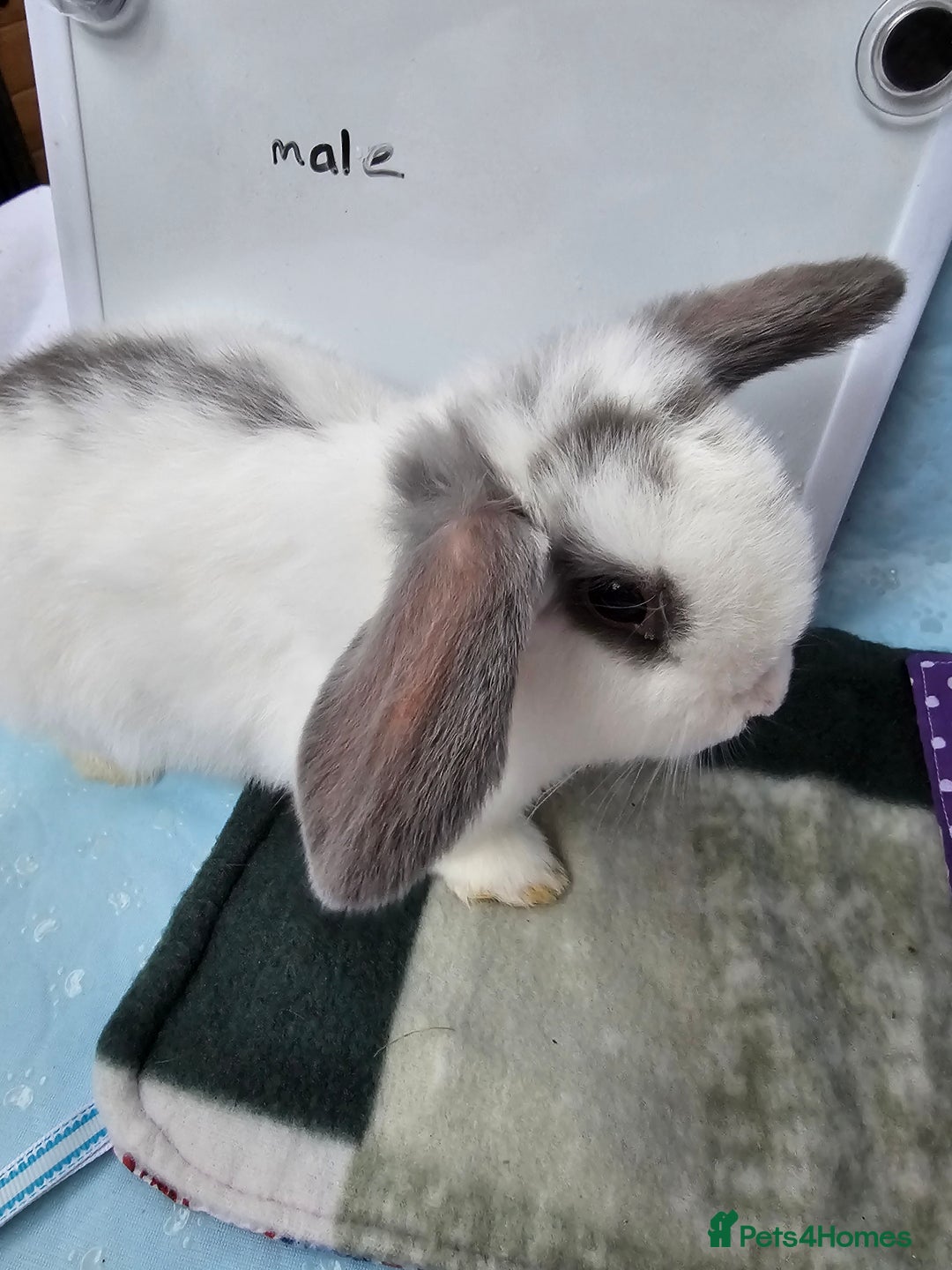 Mini Lop rabbits for sale: ✨️Mini Lop Litter✨️ - Advert 10