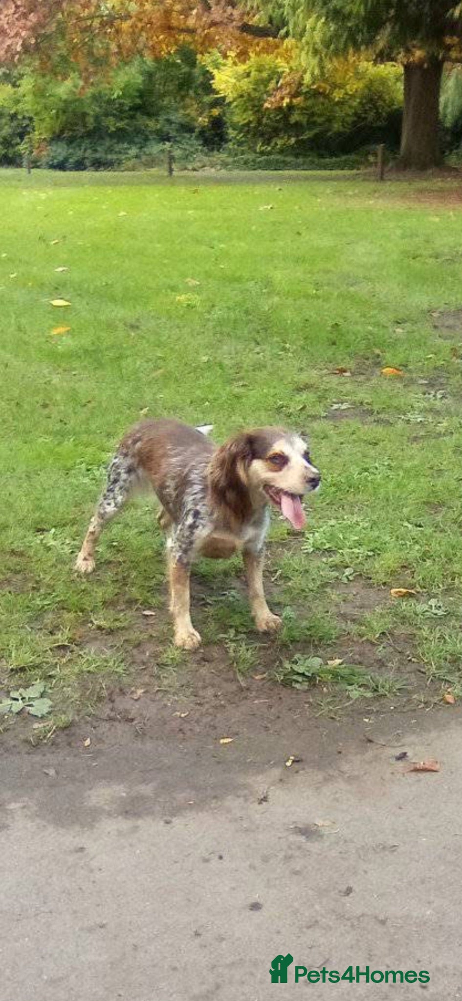 Mixed Breed dogs 2 beautiful boys looking for their forever homes  - Advert 2