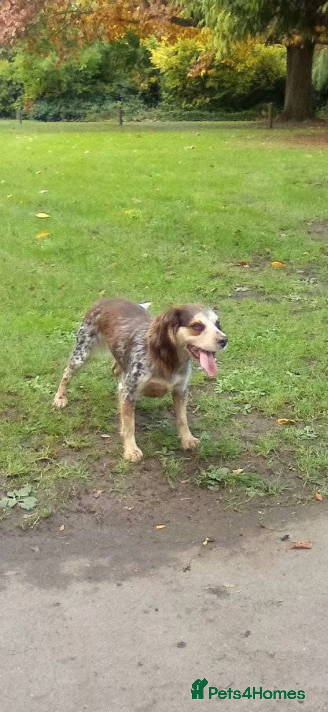 Mixed Breed dogs for sale: 2 beautiful boys looking for their forever homes  in Kidderminster - Advert 1