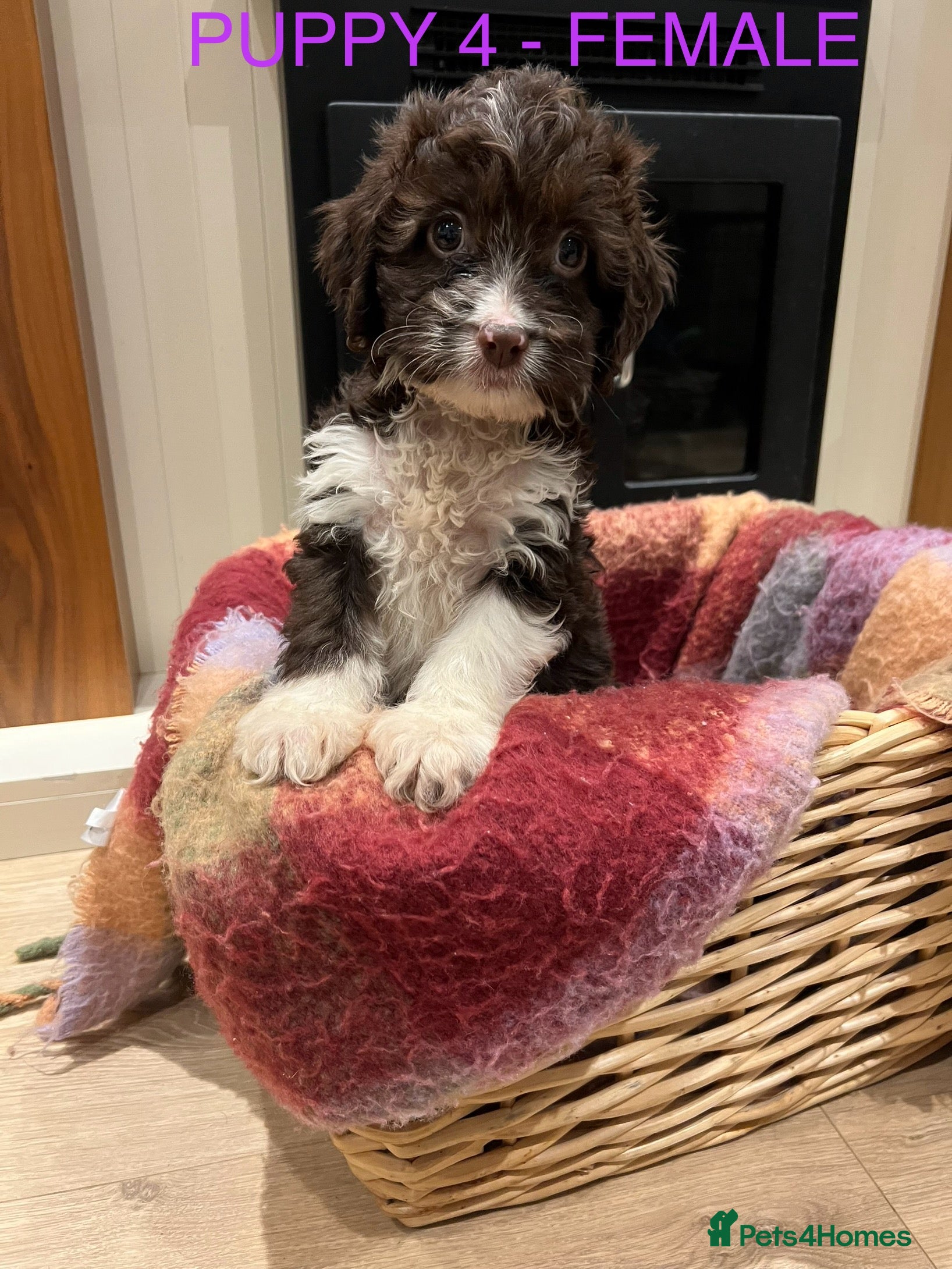 Cockapoo dogs Cockapoo puppies  - Advert 7