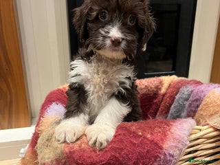 Cockapoo dogs Cockapoo puppies - Advert 7