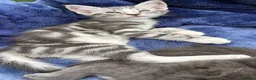 Mixed Breed cats for sale: Beautiful kittens! in Camberley - Advert 13