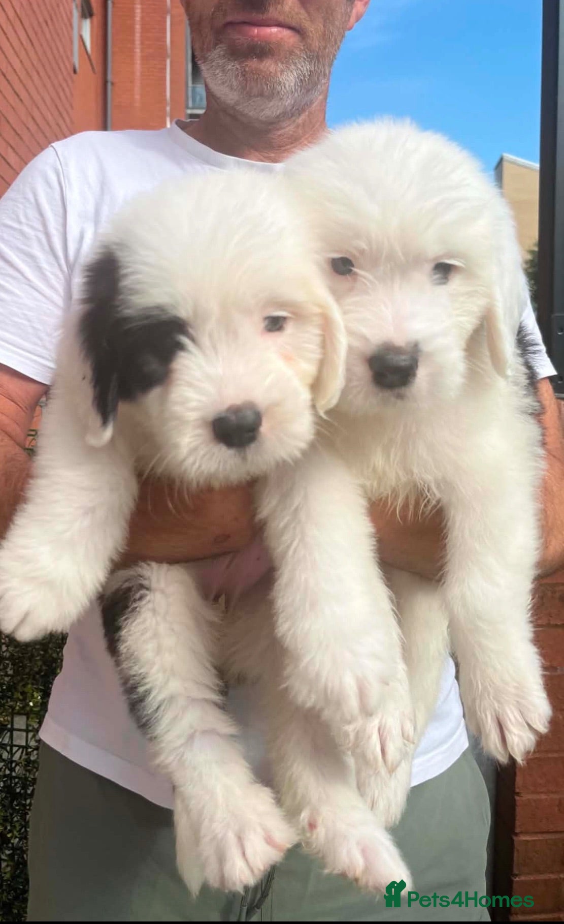 Old English Sheepdog dogs Old English x St Bernard  - Advert 7