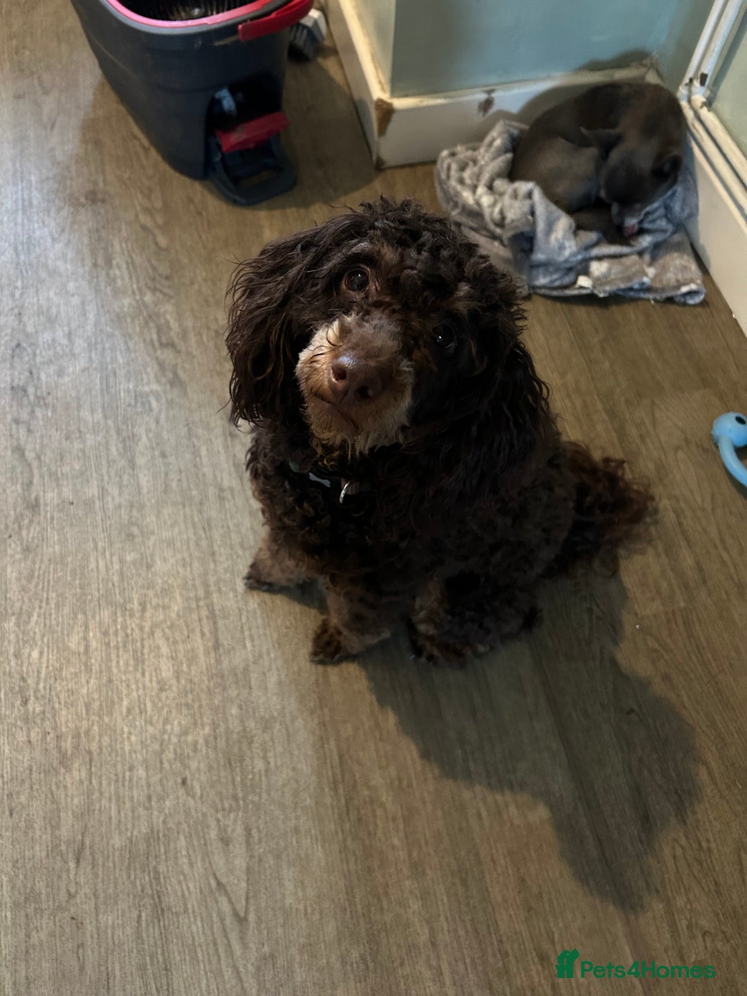 Toy Poodle dogs for stud: Kc registered chocolate phantom toy poodle in Swansea - Advert 5