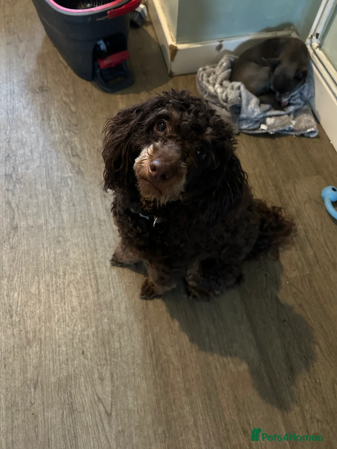 Toy Poodle dogs for stud: Kc registered chocolate phantom toy poodle in Swansea - Advert 5