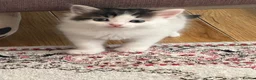 Mixed Breed cats for sale: Kittens for sale - Advert 8