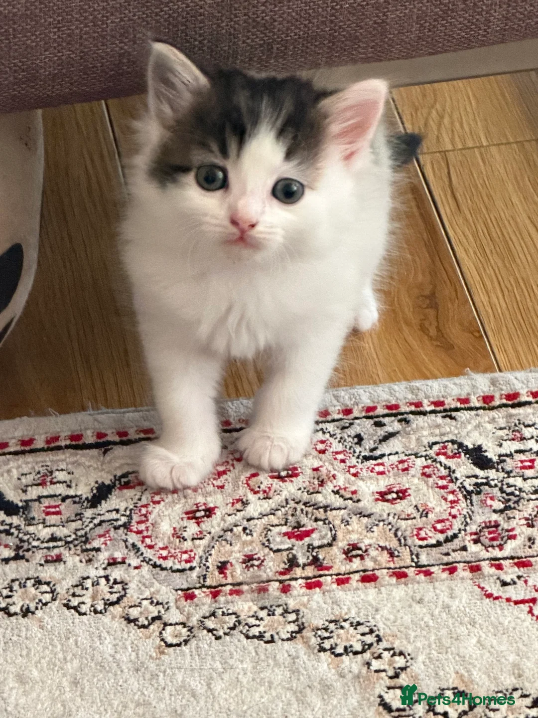 Mixed Breed cats for sale: Kittens for sale - Advert 8