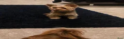 Yorkshire Terrier dogs for sale: Miniture yorkies ( sold only as a pair) - Advert 9