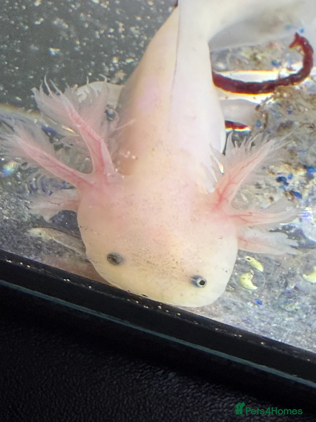Axolotl reptiles for sale: Axolotl - Advert 32