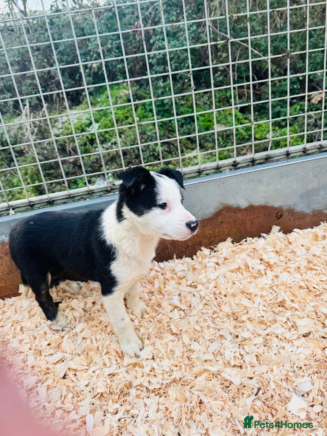Border Collie dogs for sale: READY NOW border collie puppies one girl two boys  - Advert 9