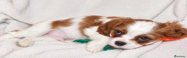 Cavalier King Charles Spaniel 2