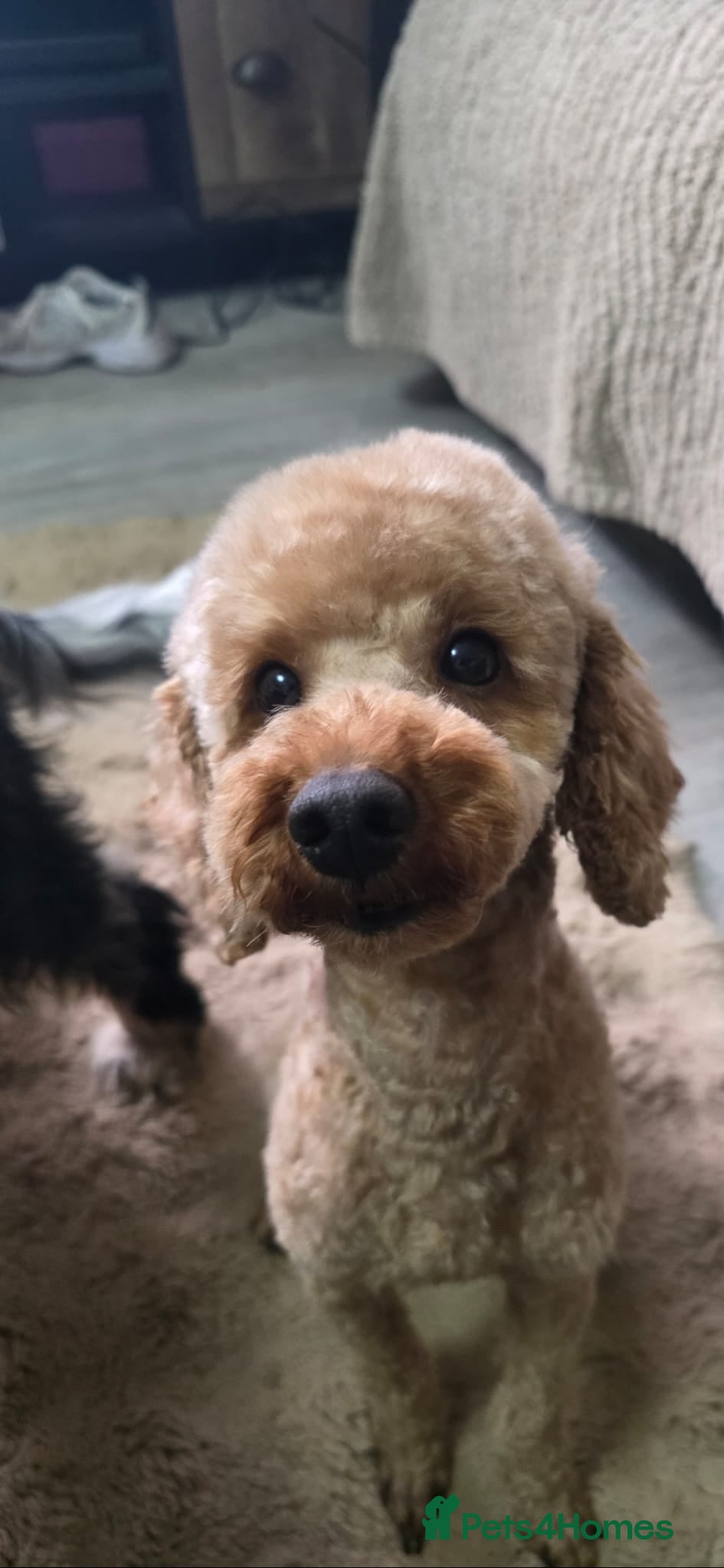 Mixed Breed dogs Poodle X shih zu/ jack Russell. - Advert 2