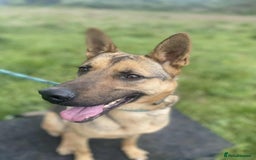 Mixed Breed dogs for adoption: KODA - 5 years old, Shepherd Mix, Boy - Image 2