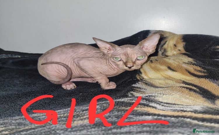 Sphynx cats - Advert 1