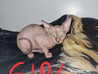 Sphynx cats - Advert 3