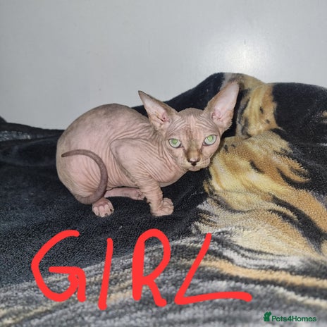 Sphynx cats - Advert 3