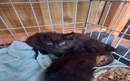 Mixed Breed cats for sale: 5 kittens 2 males 3 females - Image 2
